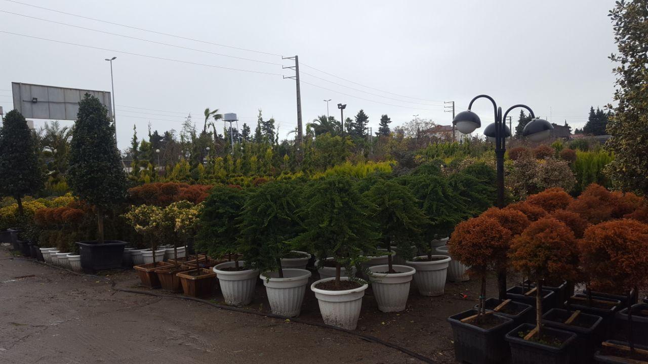 مجتمع گل و گیاه جاسمین