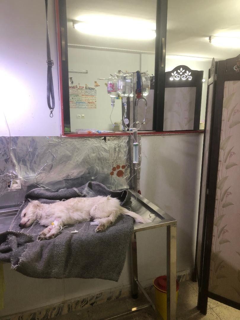 دامپزشکی دکتر صادقی