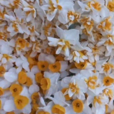 فروش عمده گل نرگس