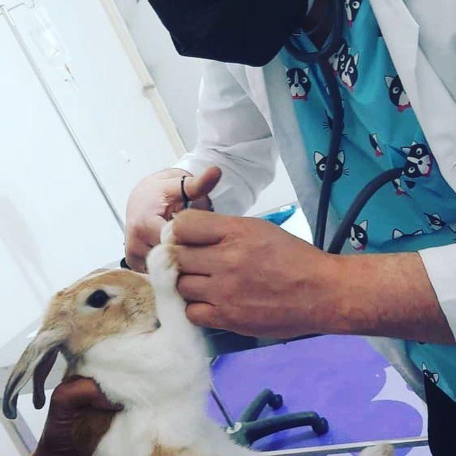 کلینیک دامپزشکی اردیبشت