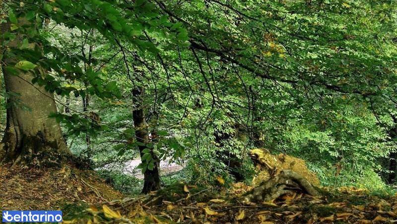 جنگل درازنو