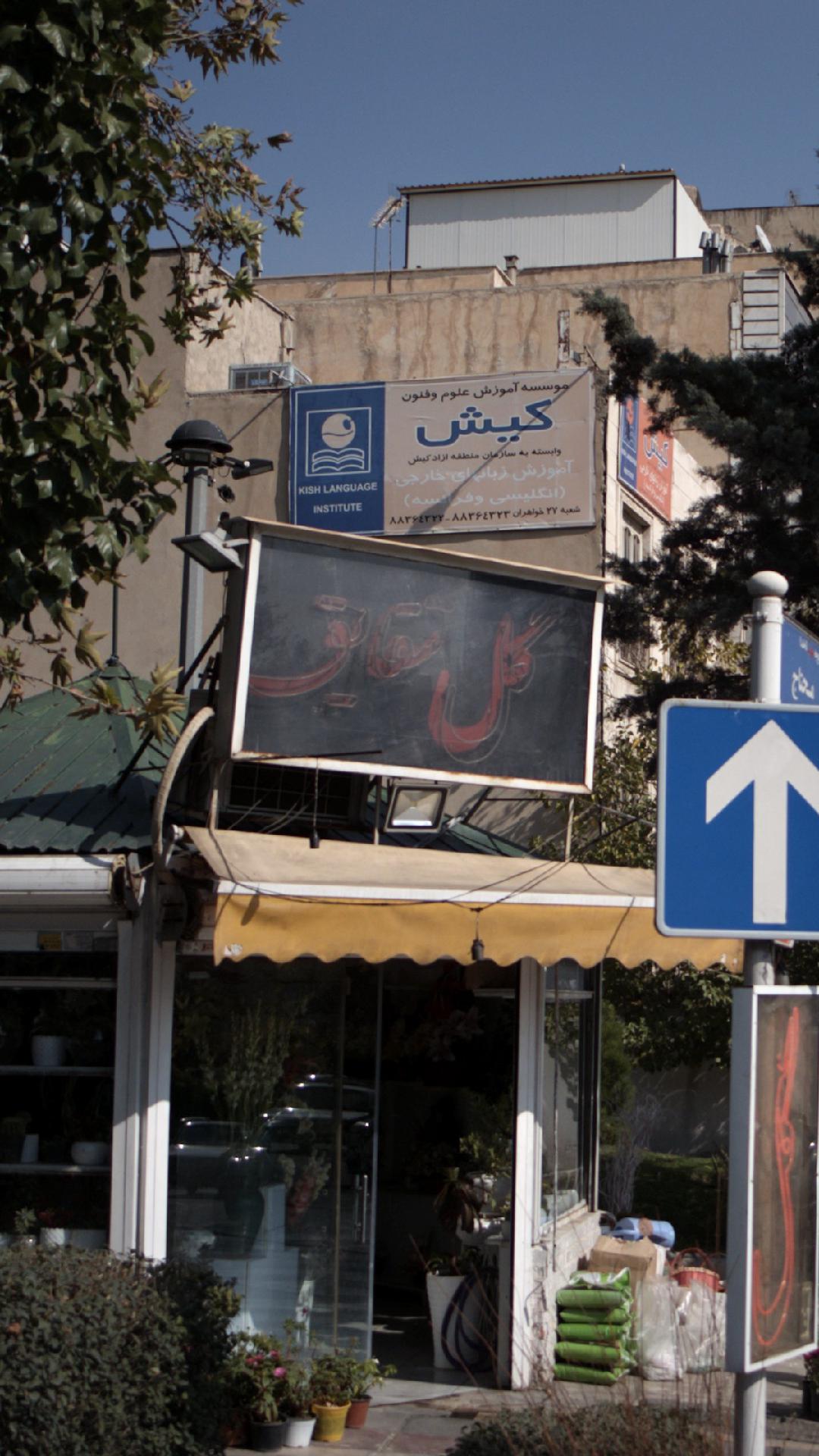 گل شقایق