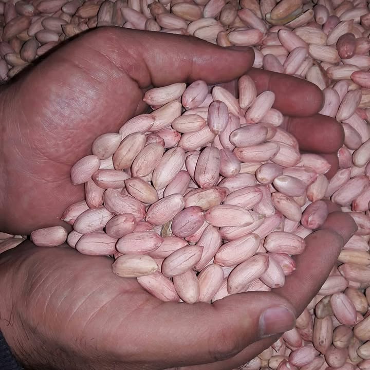 خشکبار سیف اله زاده