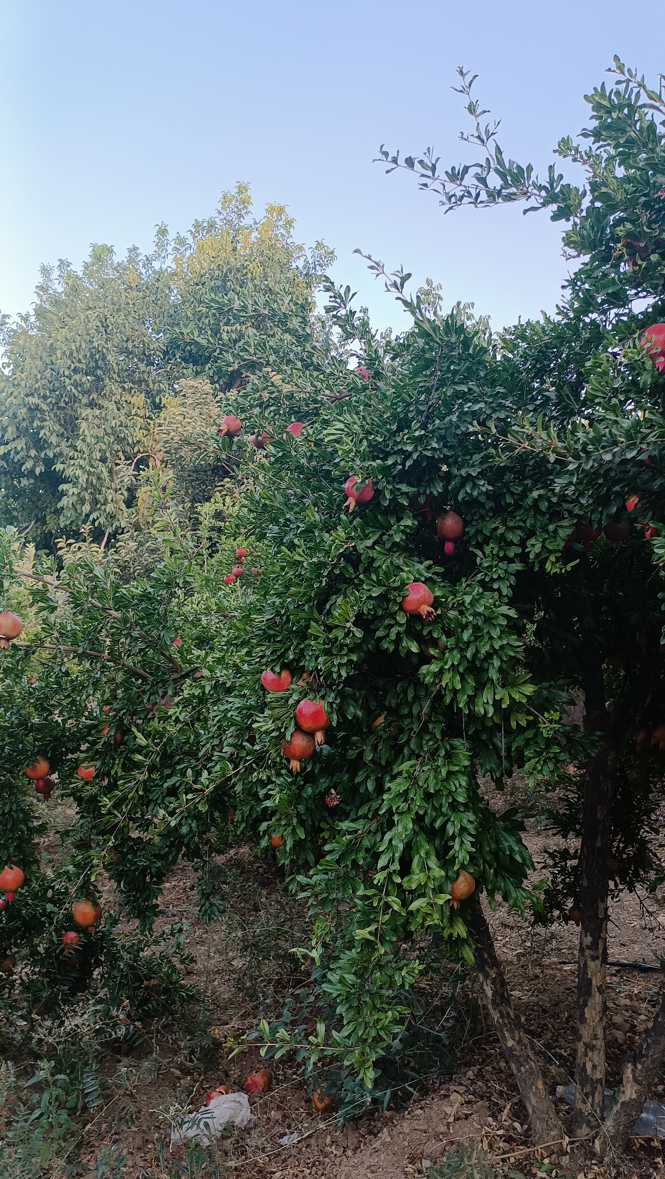 مشاور املاک سیاخ دارنگون