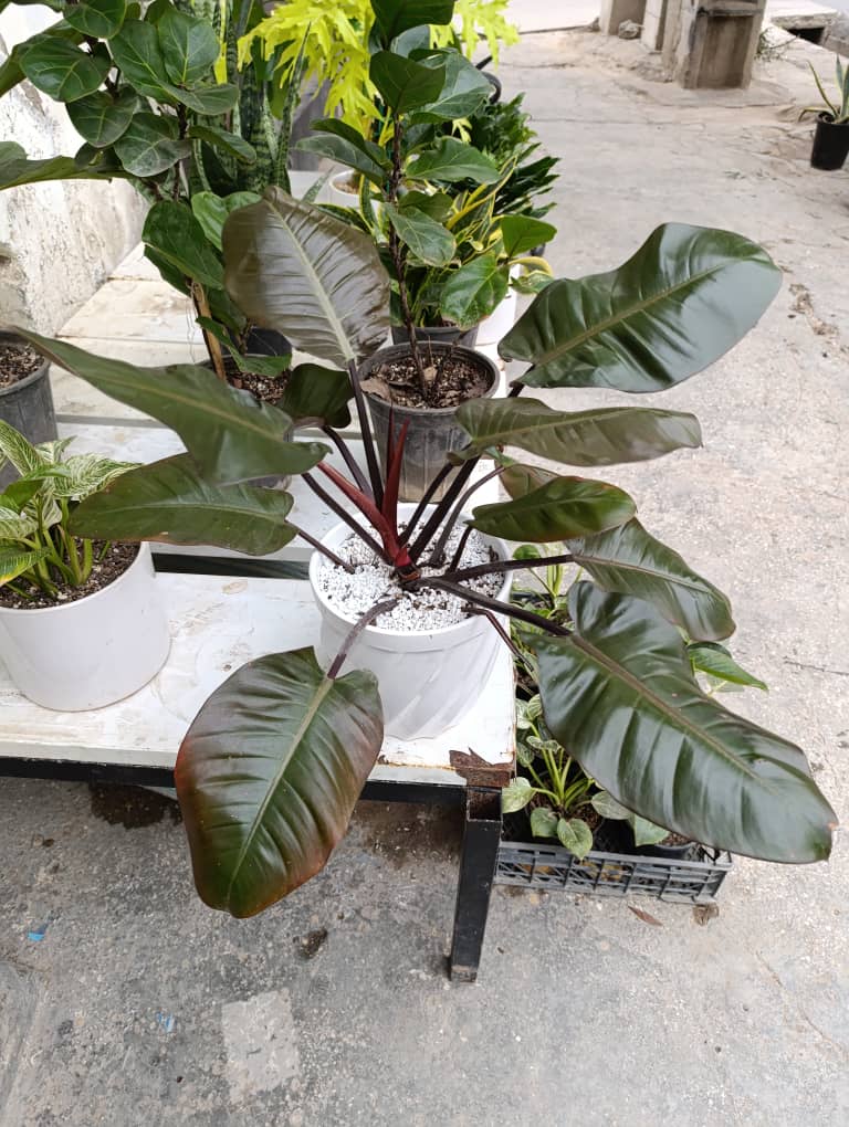 گلخانه آمیتیس  انواع گل آپارتمانی