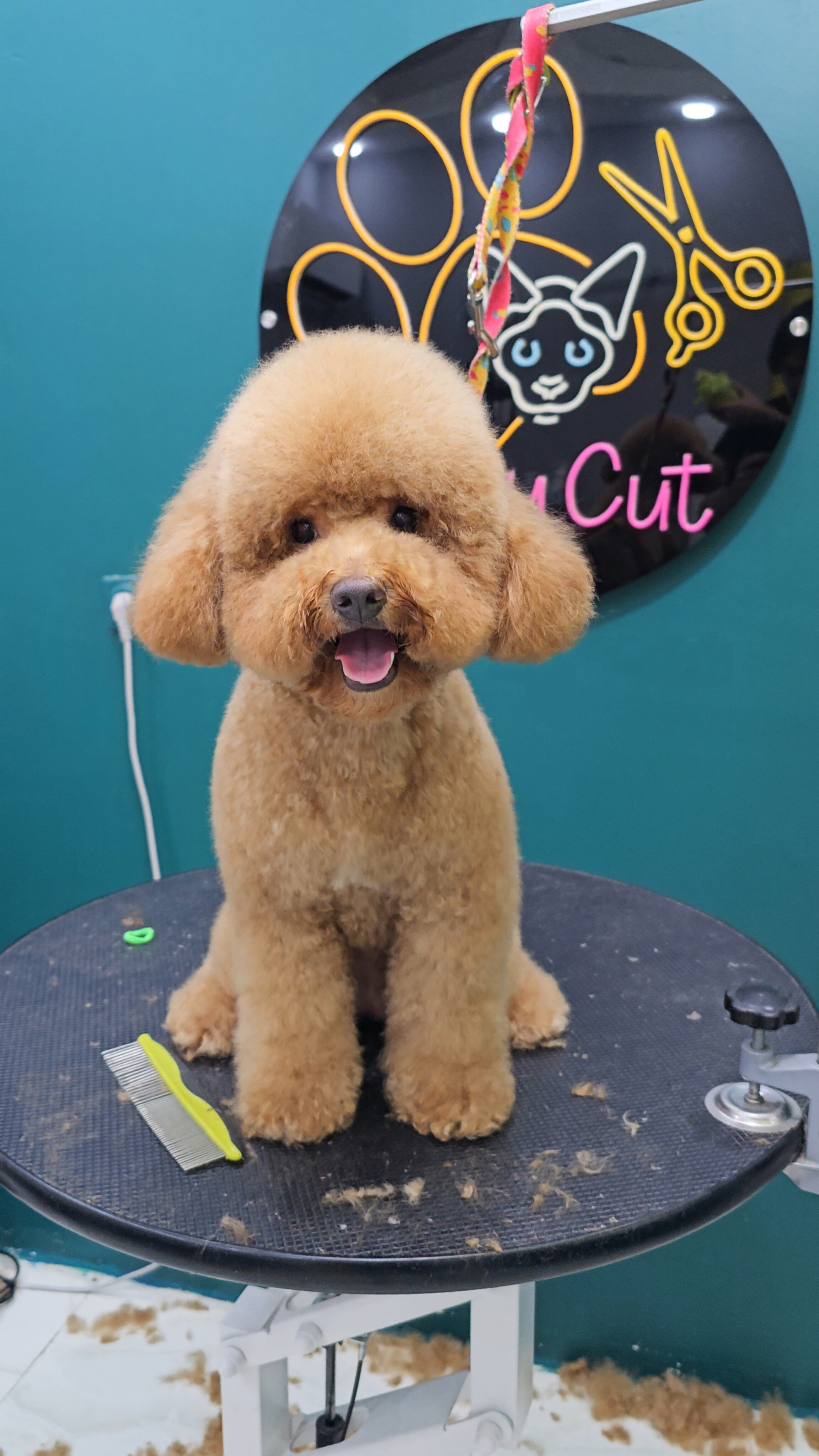 آرایشگاه حیوانات خانگی عمو ارس