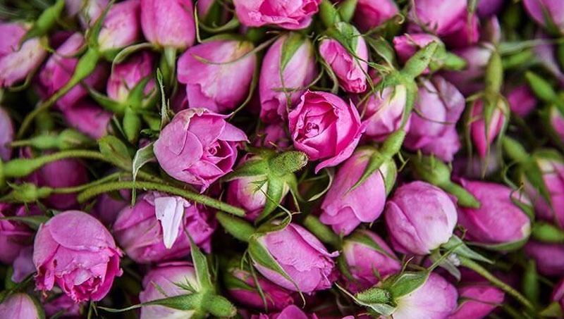 گلاب دوآتشه عرقیجات گیاهی ومعجون شمیم گل