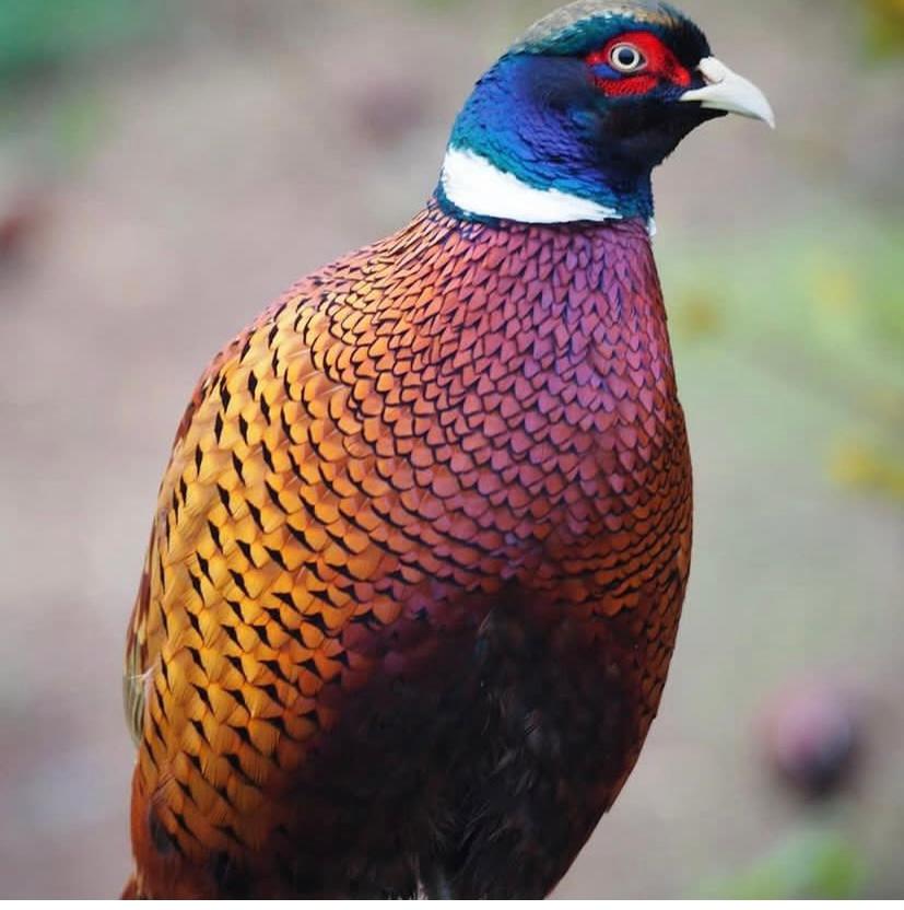 پرورش و فروش پرندگان زینتی جعفری