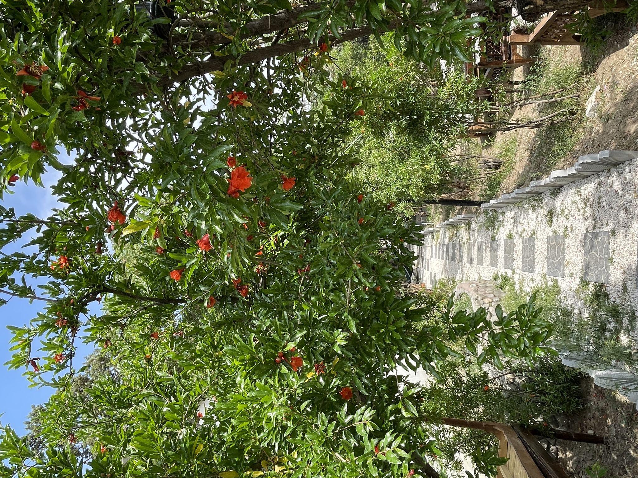 باغ رستوران کیافود(کافه کیا)