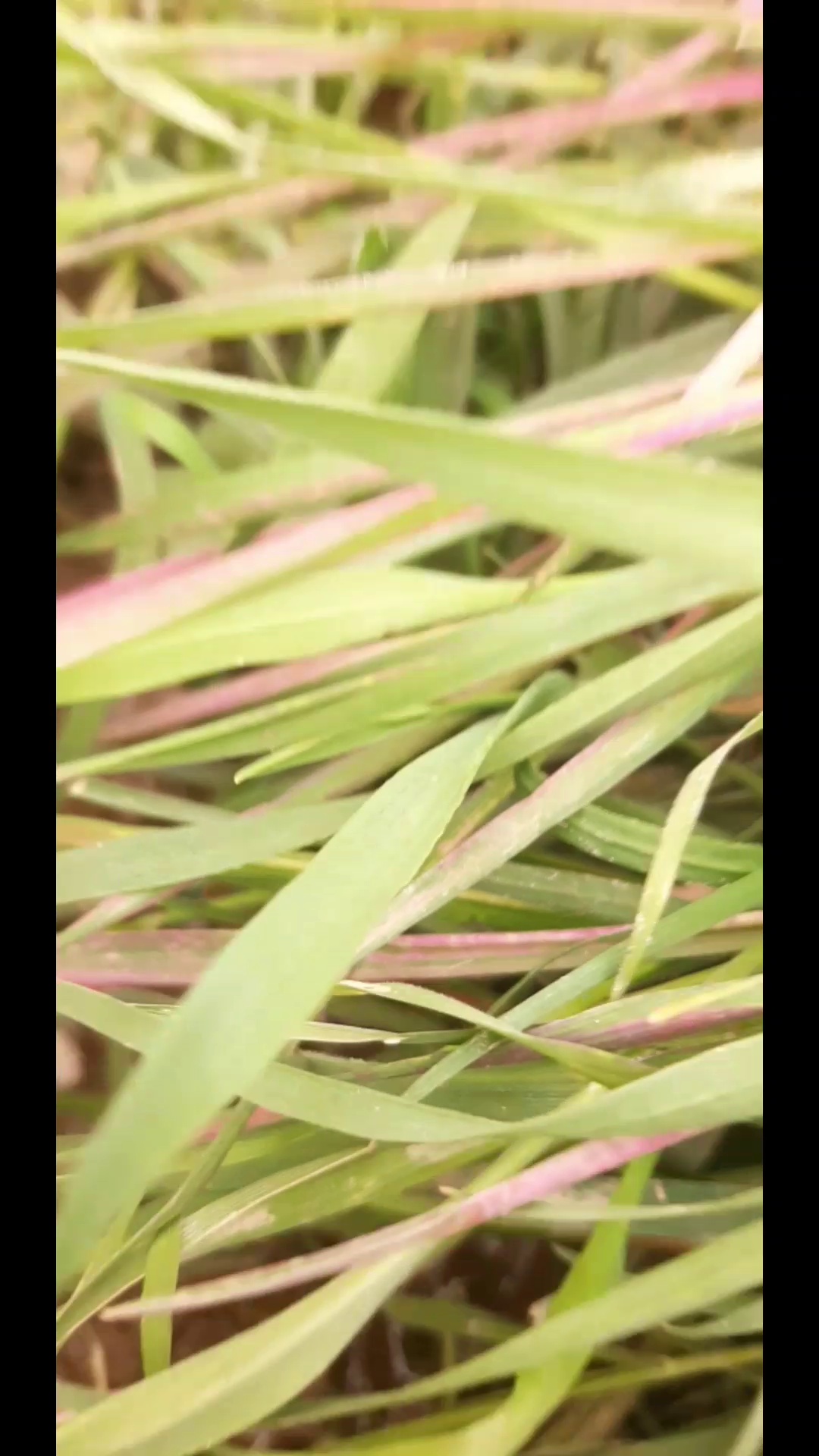 یاقوت سرخ مُنُند