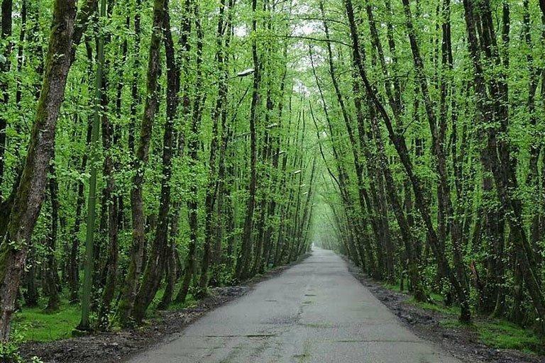 پارک جنگلی صفرابسته