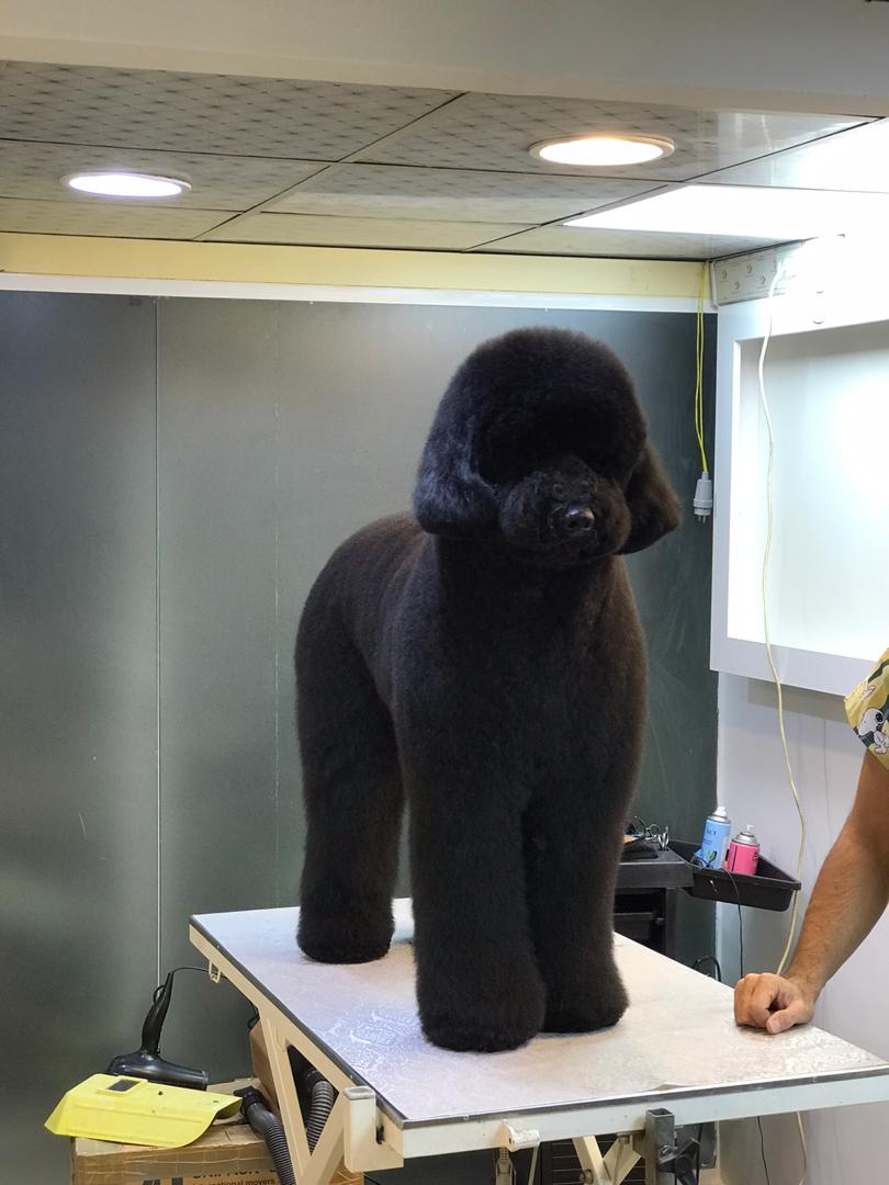 آرایشگاه حیوانات خانگی ادریس پت گرومینگ