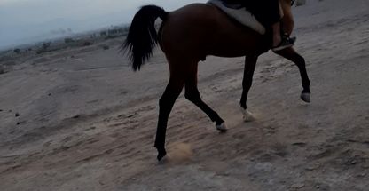 باشگاه پرورش وسوارکاری قربانرضایی