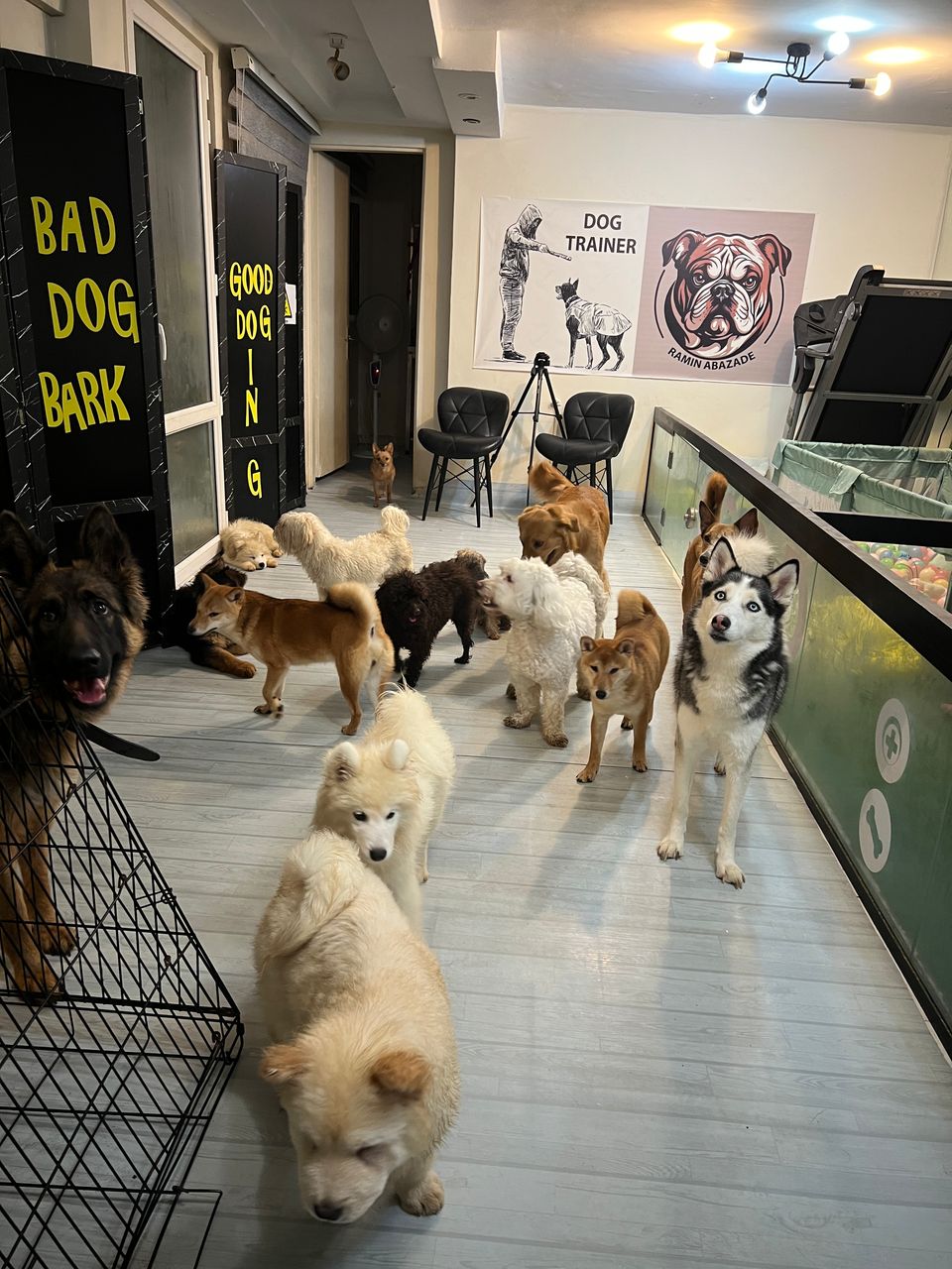 پانسیون سگ نگهداری سگ vip