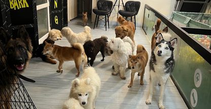 پانسیون سگ نگهداری سگ vip