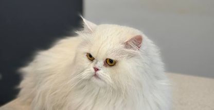 کلینیک دامپزشکی تینا