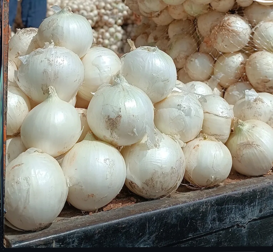 تولیدی پوره پیاز