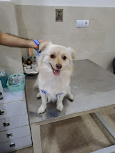 کلینیک دامپزشکی دکتر عماد فضیلتی