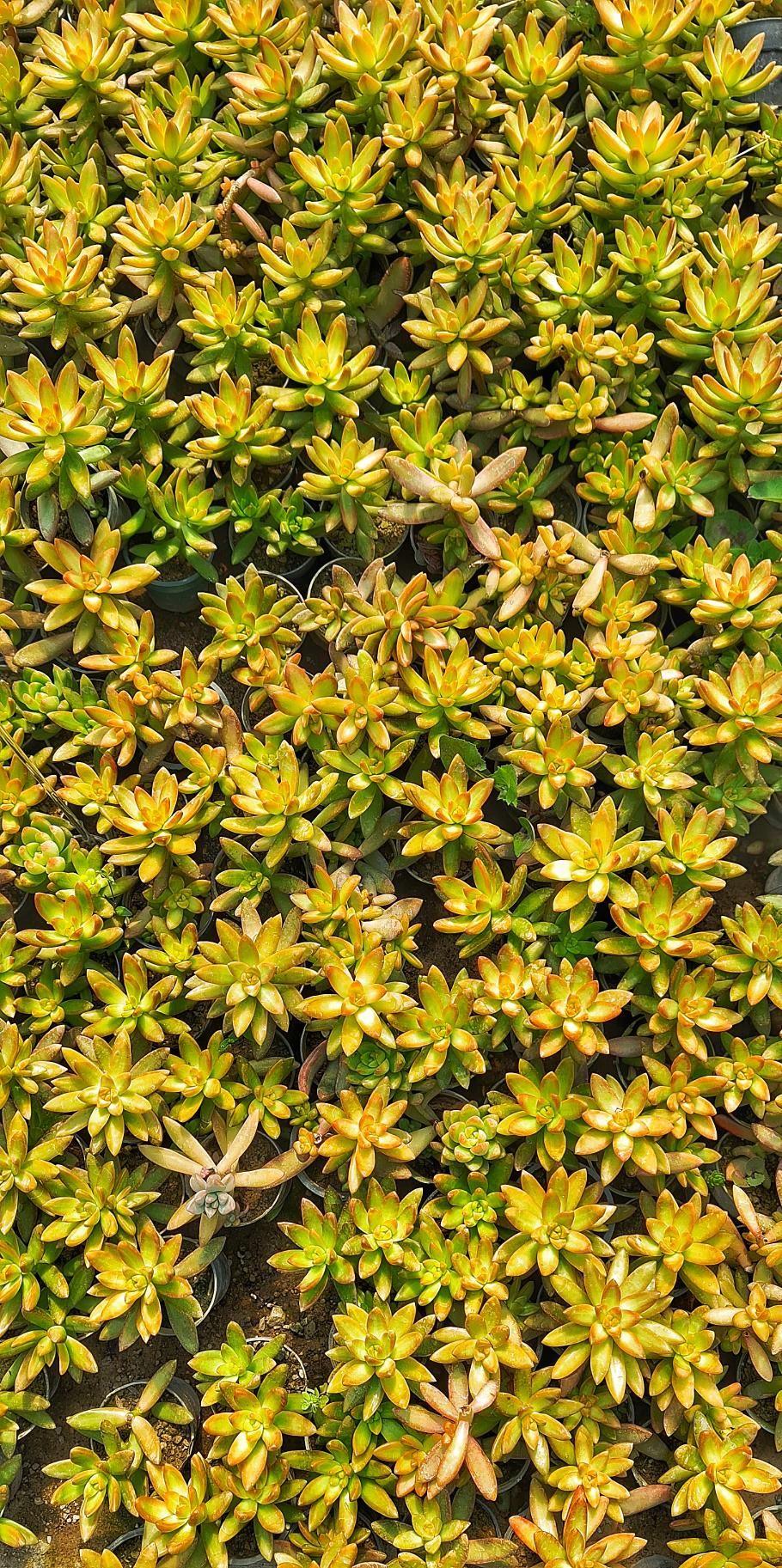 خانه ی گل ناردین