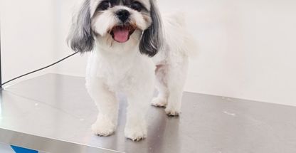 مهدیه میرزا علی اصغر وزیری