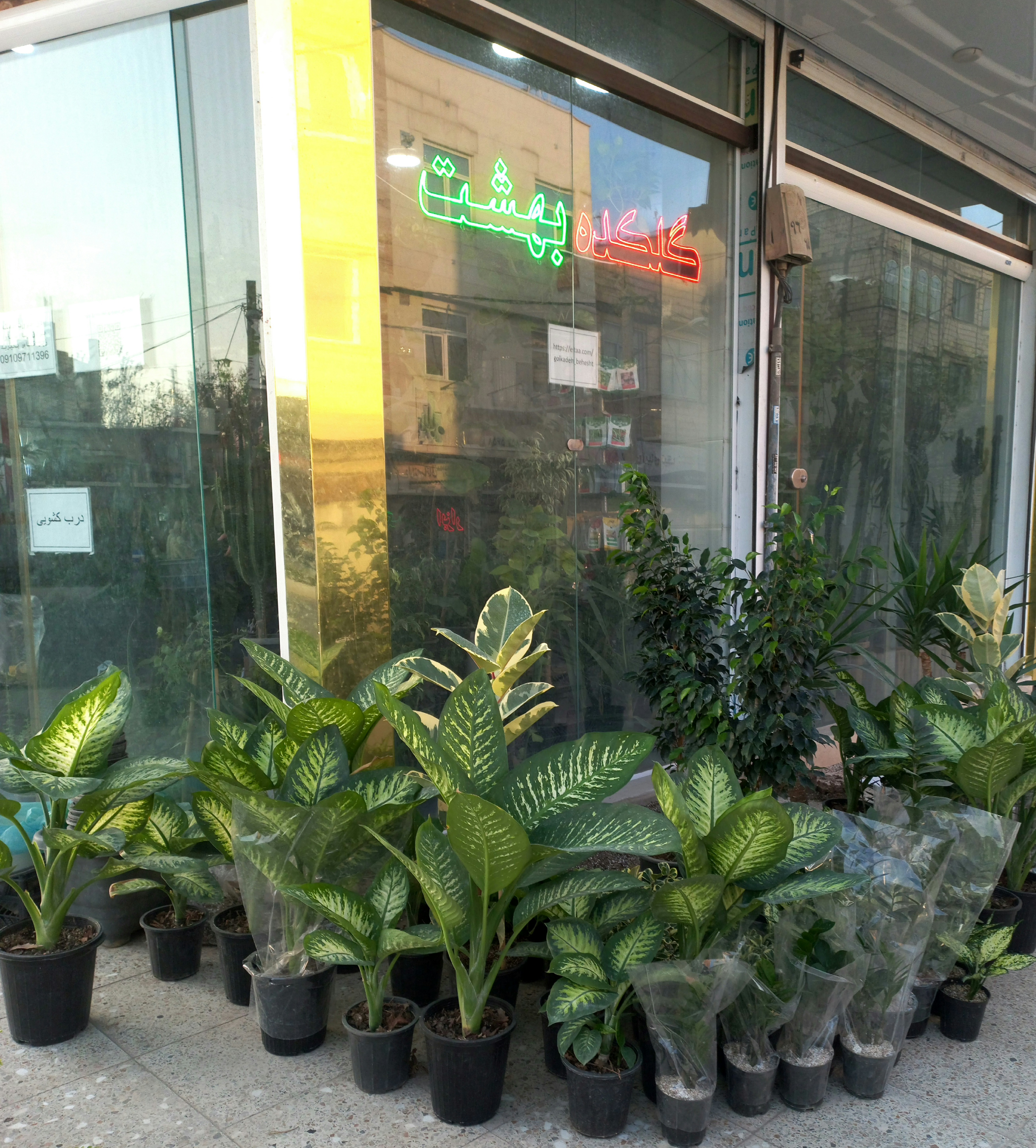 فروش انواع گل های آپارتمانی (گلکده بهشت)