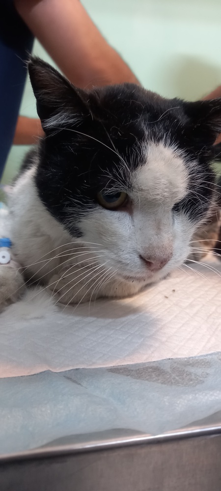 حسین مظاهری