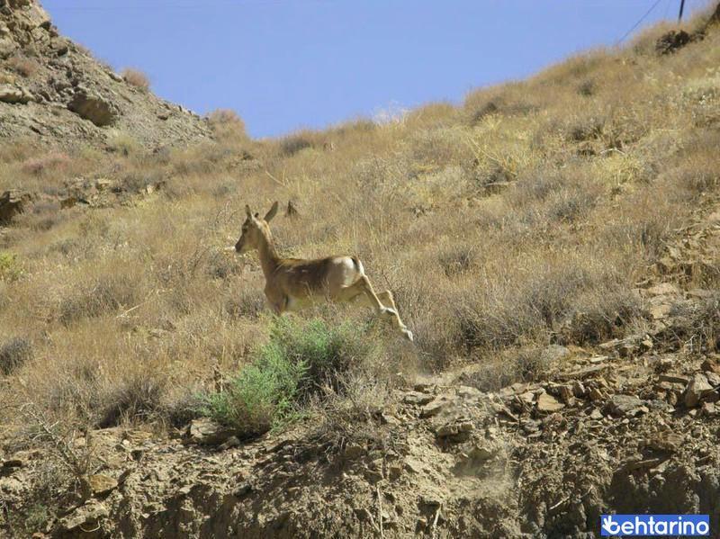 منطقه شکار ممنوع کلاته