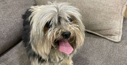 پانسیون حیوانات خانگی فریناز السادات میر