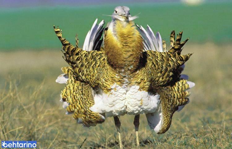 منطقه شکار ممنوع سه کانیان