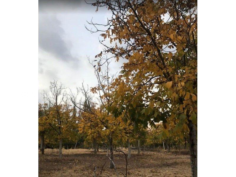 اقامتگاه بومگردی نسترن