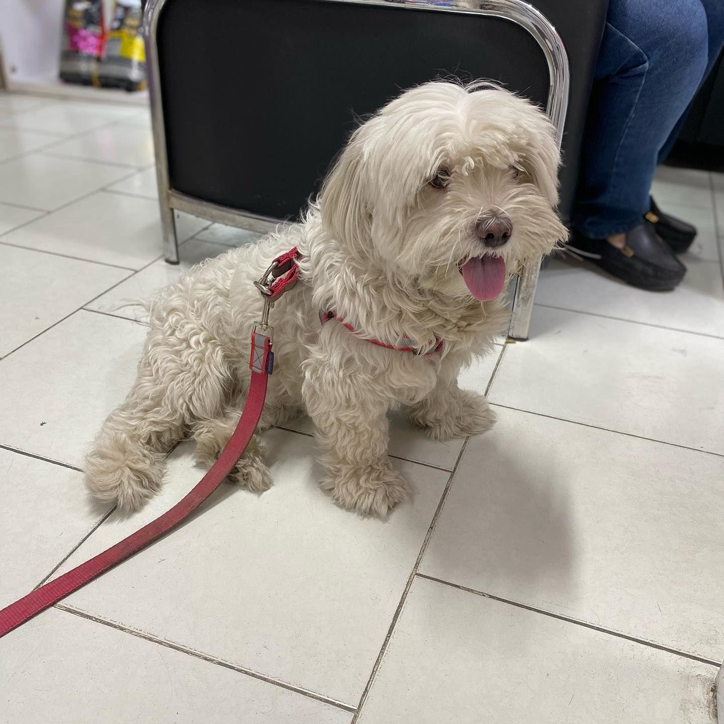 کلینیک تخصصی دامپزشکی پانیا