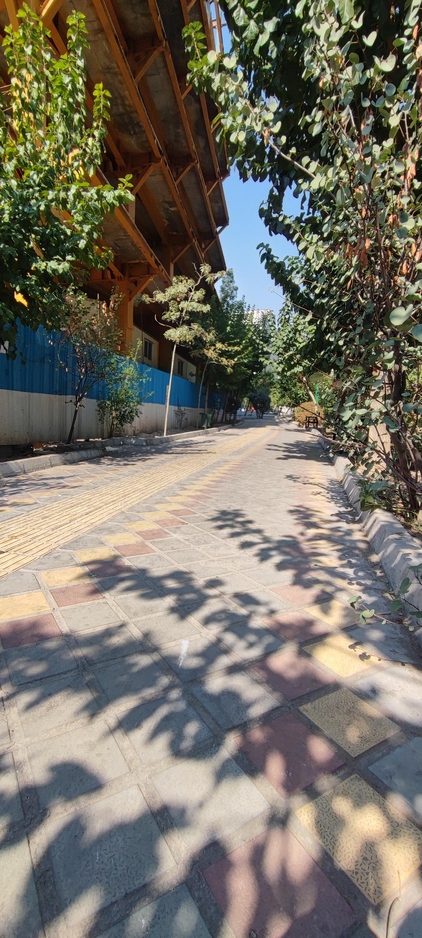 بوستان کاج