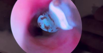 کلینیک دامپزشکی رکس