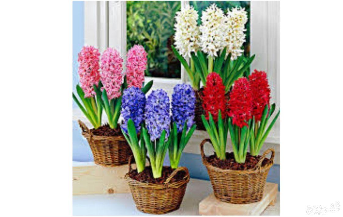 فروشگاه خانه سبز