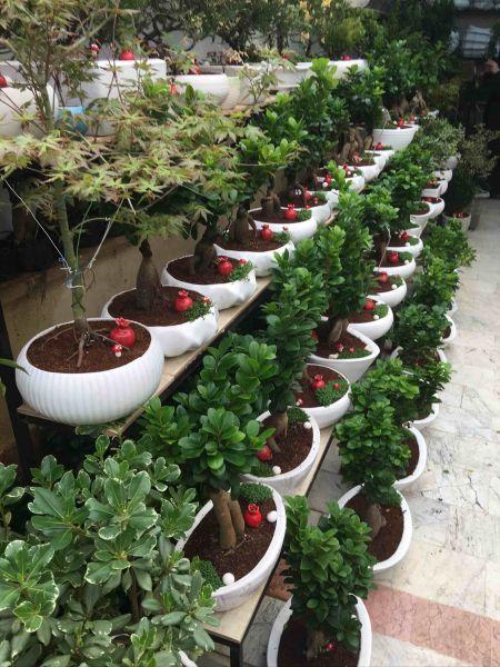 بازار گل و گیاه غرب تهران