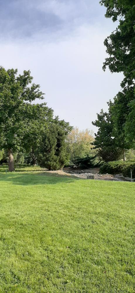 پهن برگان همیشه سبز