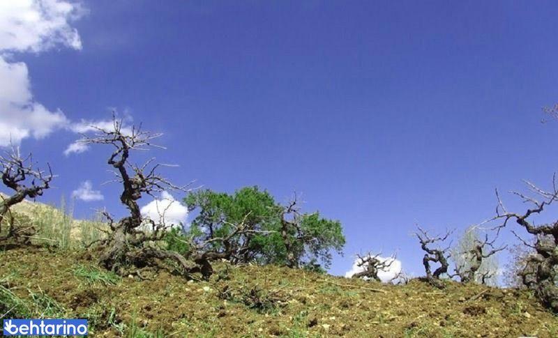 منطقه حفاظت گردیده قیصری