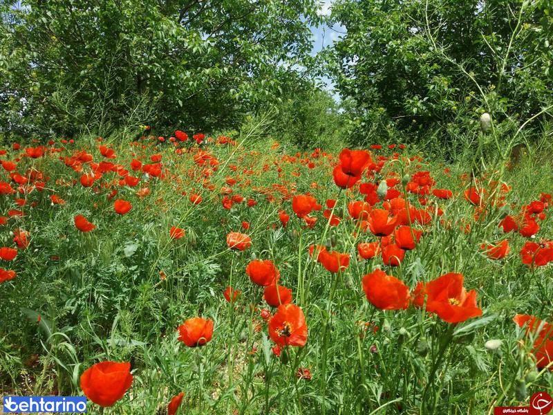 روستای تفریجان