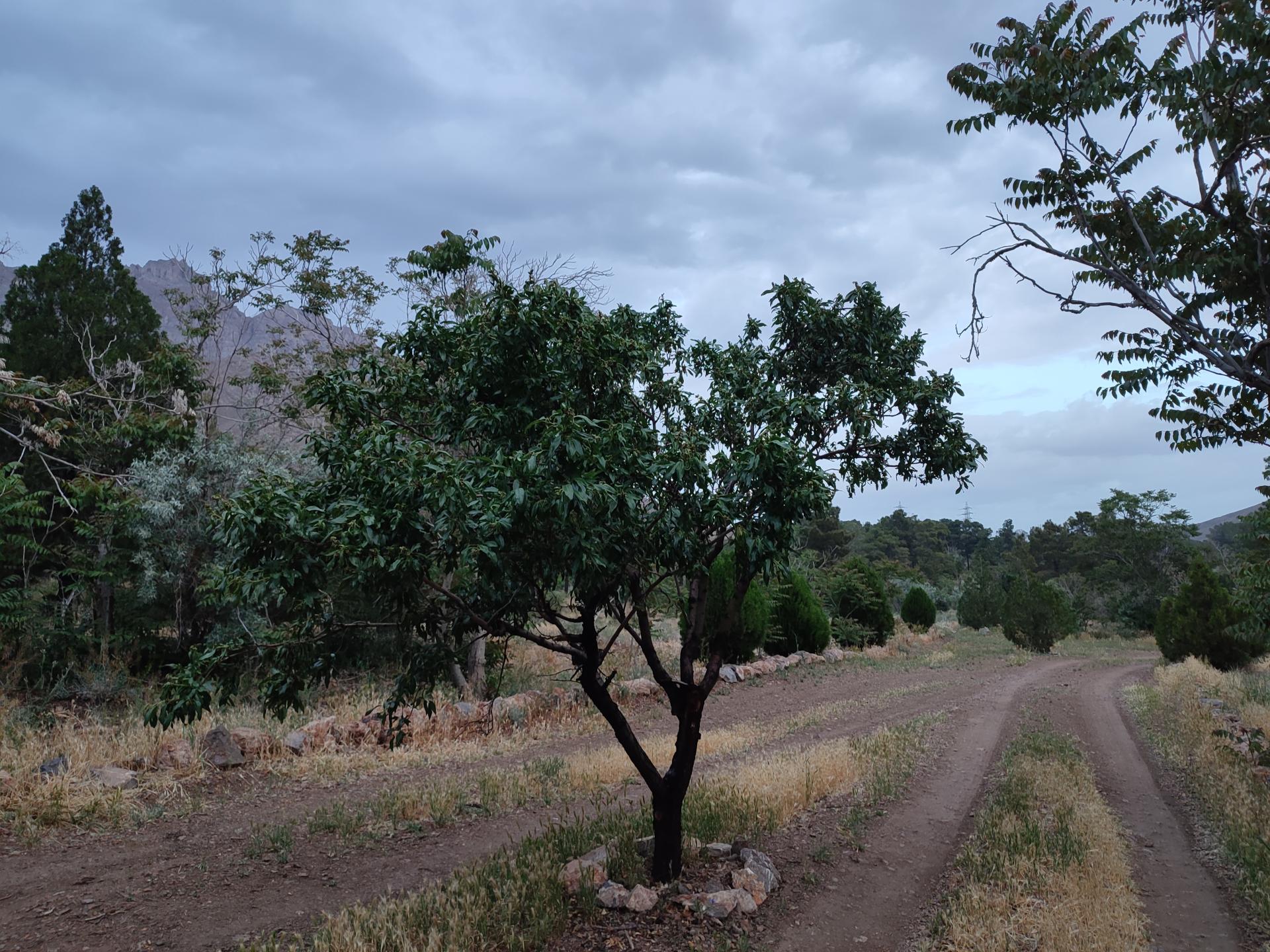بوستان چمن