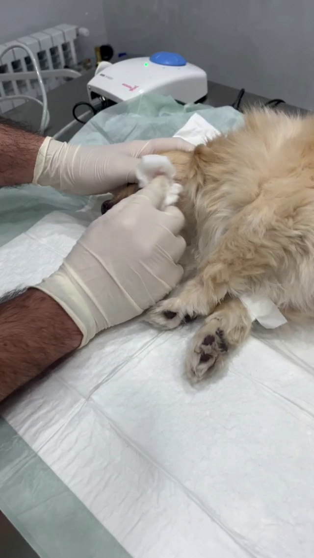 کلینیک دامپزشکی لیام