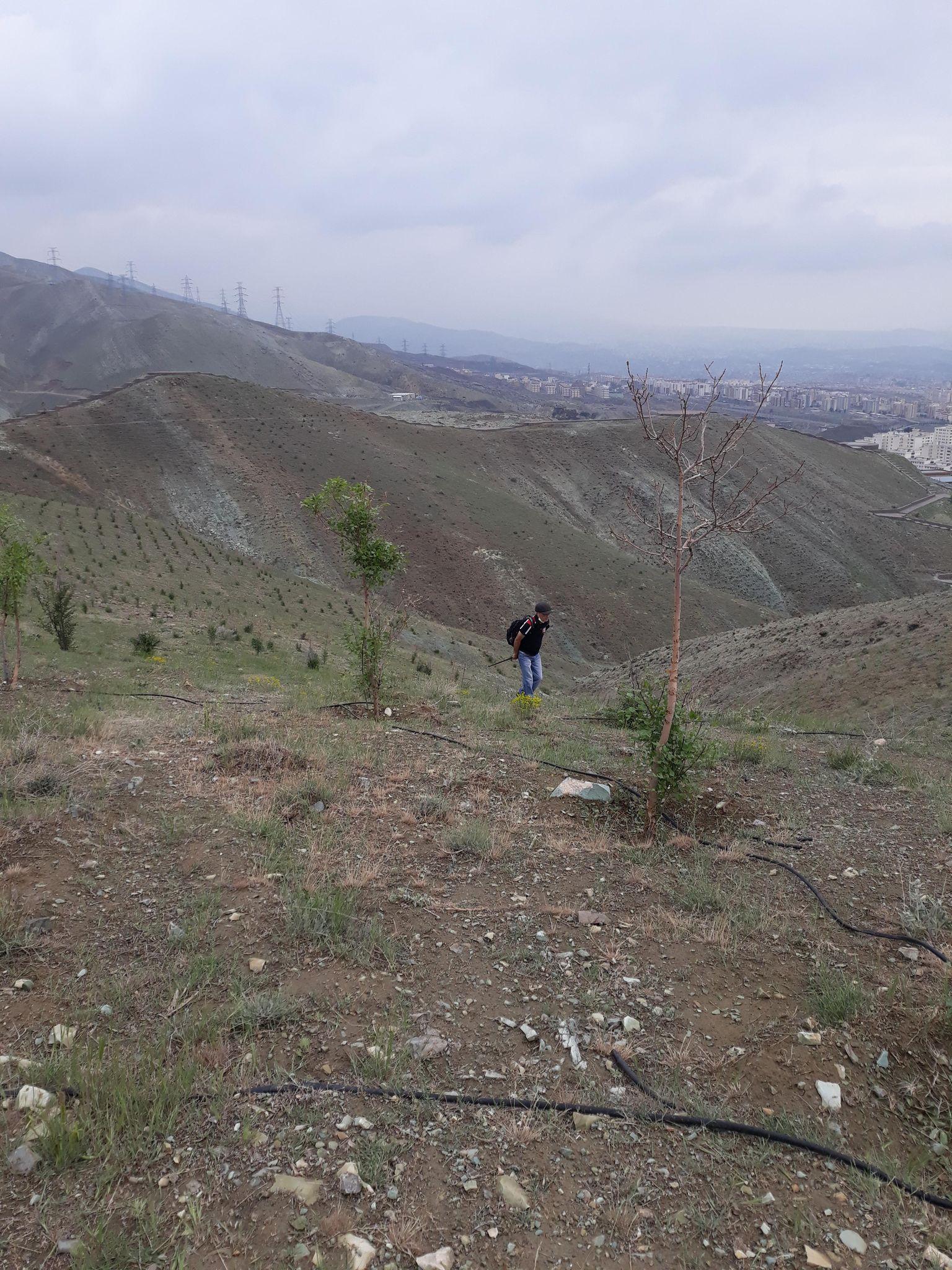بام پردیس
