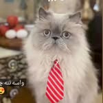کلینیک و پت شاپ حیوانات خانگی سیمرغ