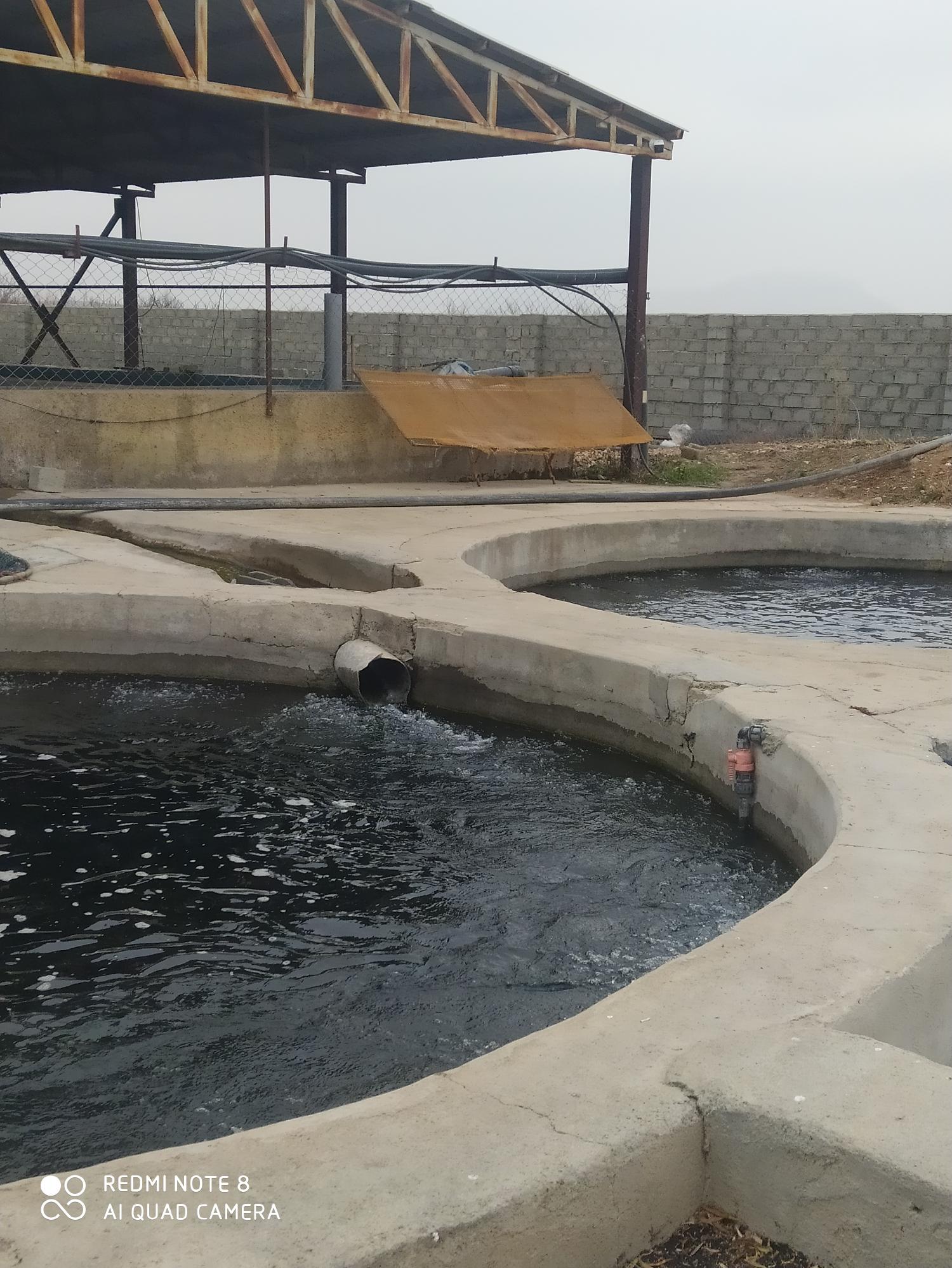 رستوران شاندیزماهی کباب