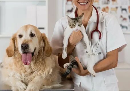 کلینیک دامپزشکی نور مصفا