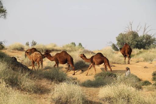 کافی نت سورنا ،شهنیا
