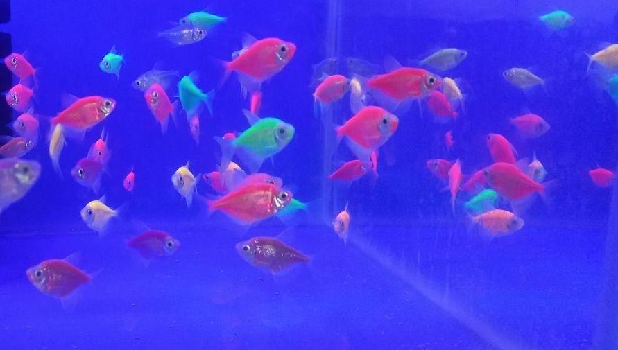 فروشگاه فلاور سنتر