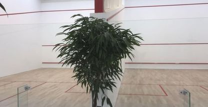 مربی اسکواش و پدل حامد شفیعی نیک