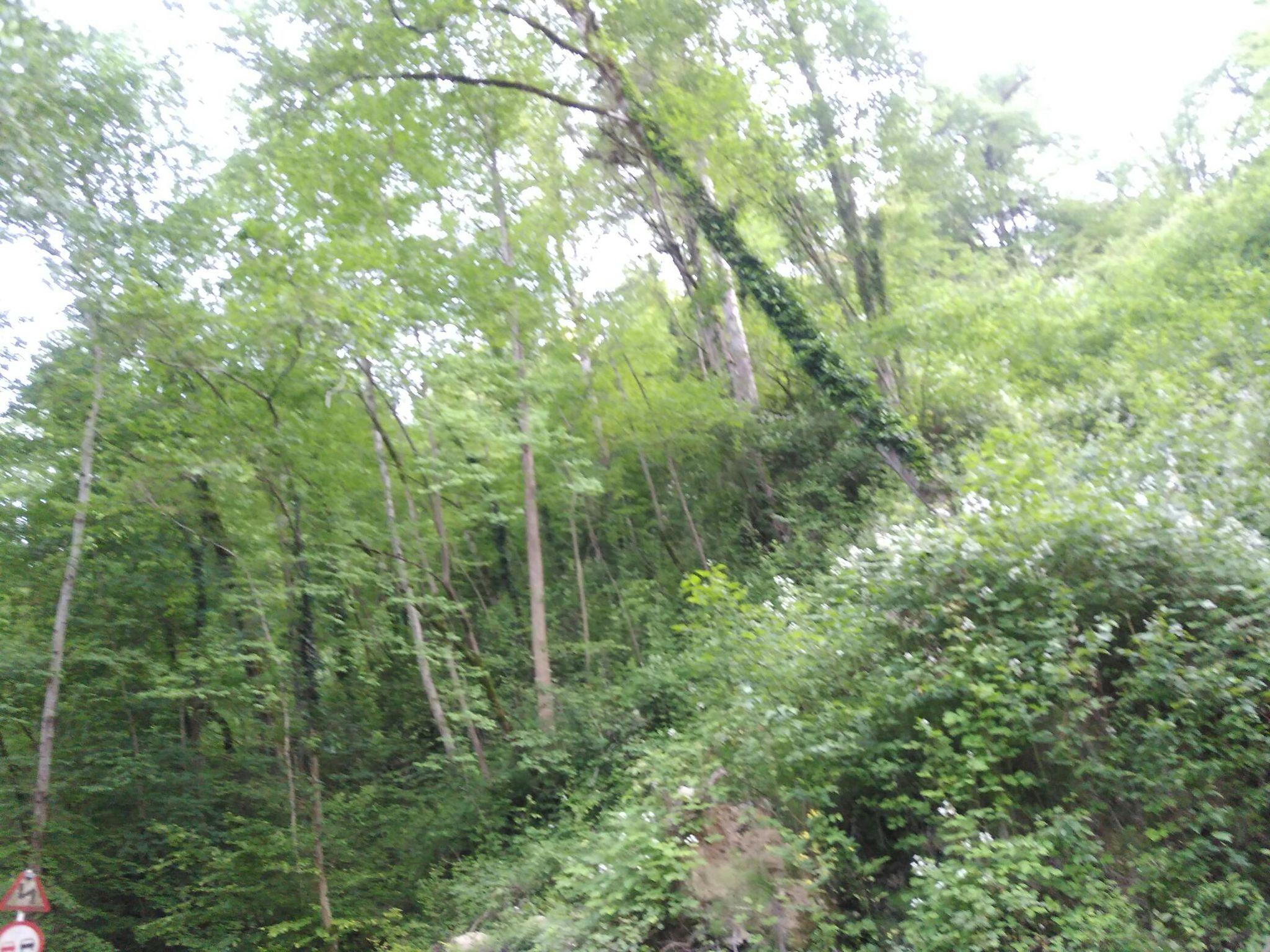 پارک جنگلی کشپل