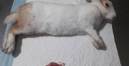 ویزیت در محل و دامپزشکی ملارد و مارلیک-الودامپزشک