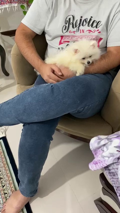 باشگاه حیوانات خانگی پتکو